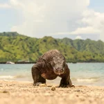Indonesia Beyond the Beaches: Explore Komodo & Flores in 2026