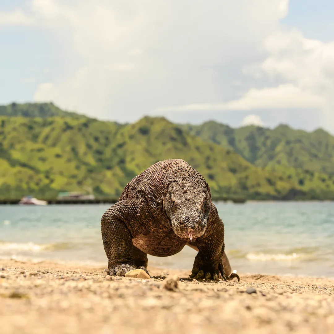 A Komodo dragon on the shore of Komodo Island