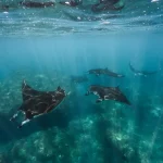 Understanding the Marine Conservation Efforts on Bali Tonusapenida