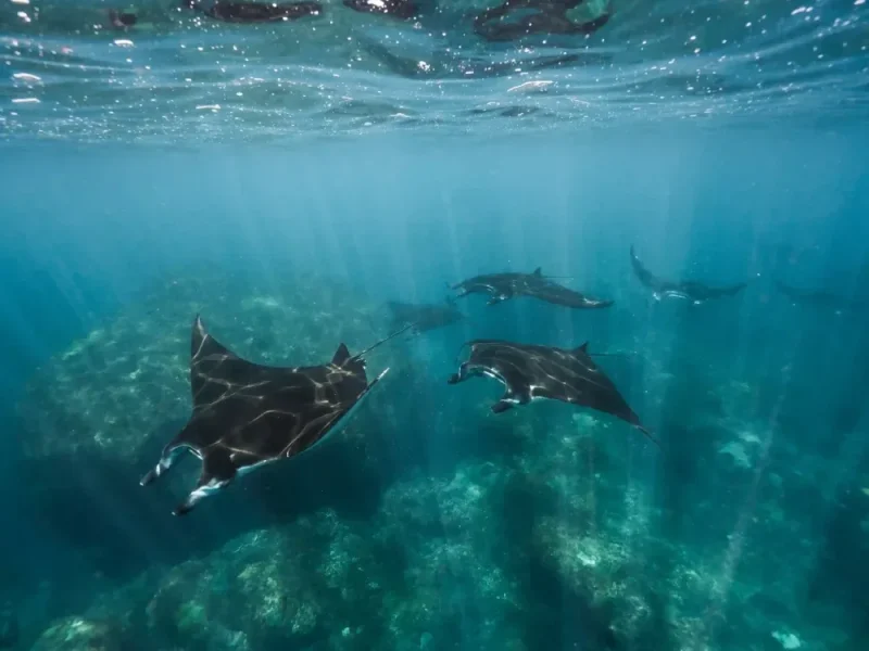 Reef manta rays at Manta Point, Nusa Penida