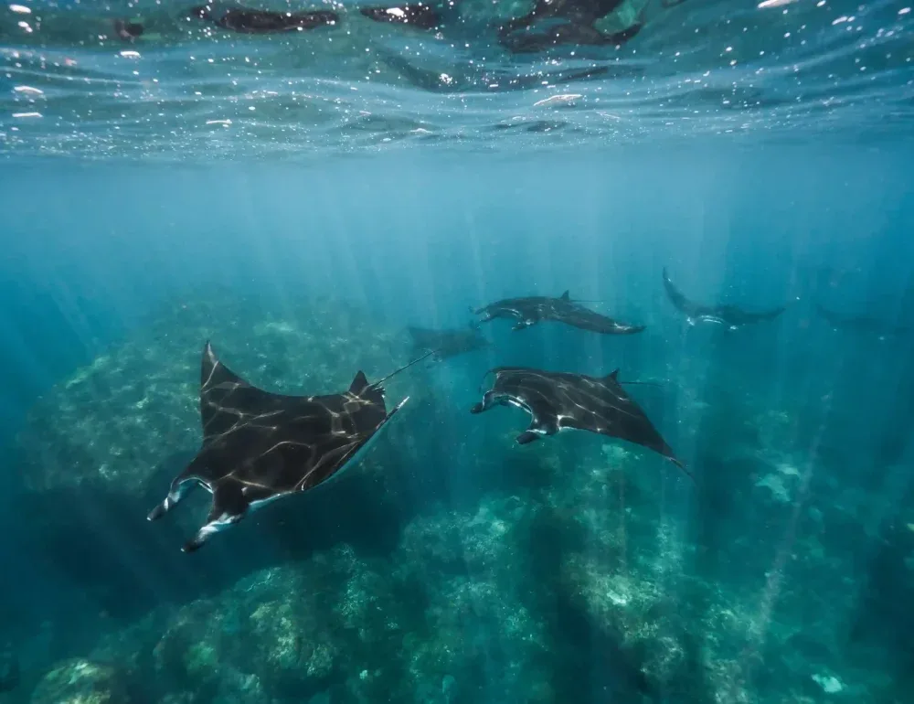 Reef manta rays at Manta Point, Nusa Penida