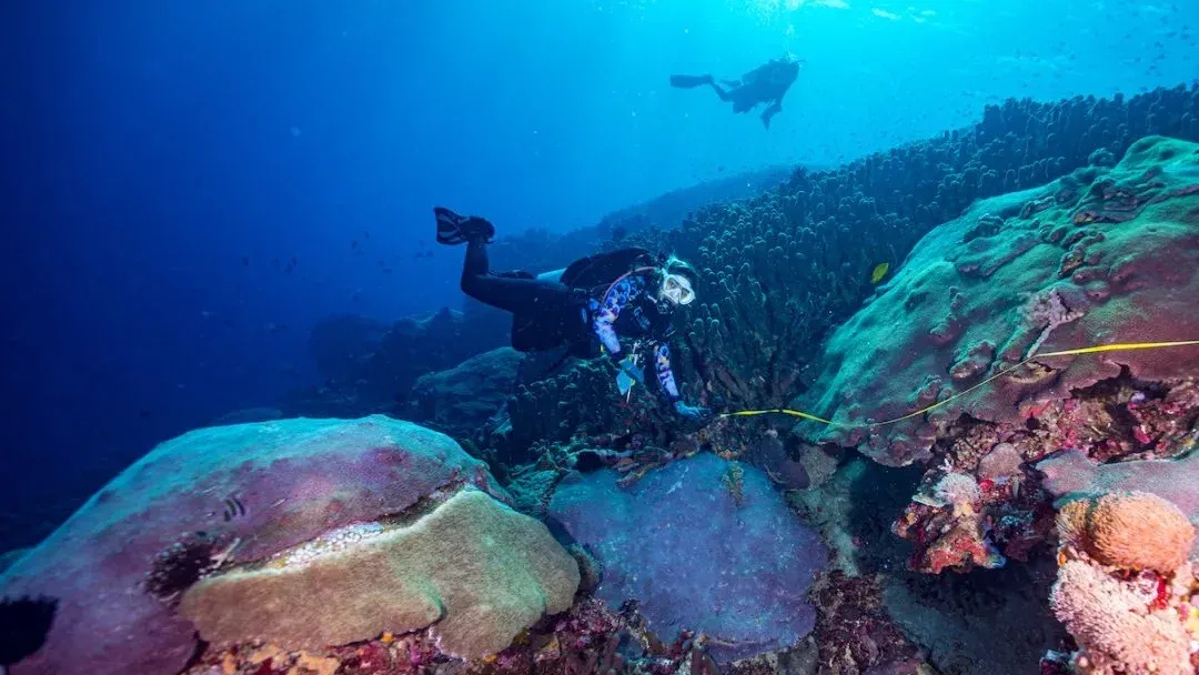 A diver above a coral reef in the waters off Nusa Penida